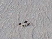  famille marmotte